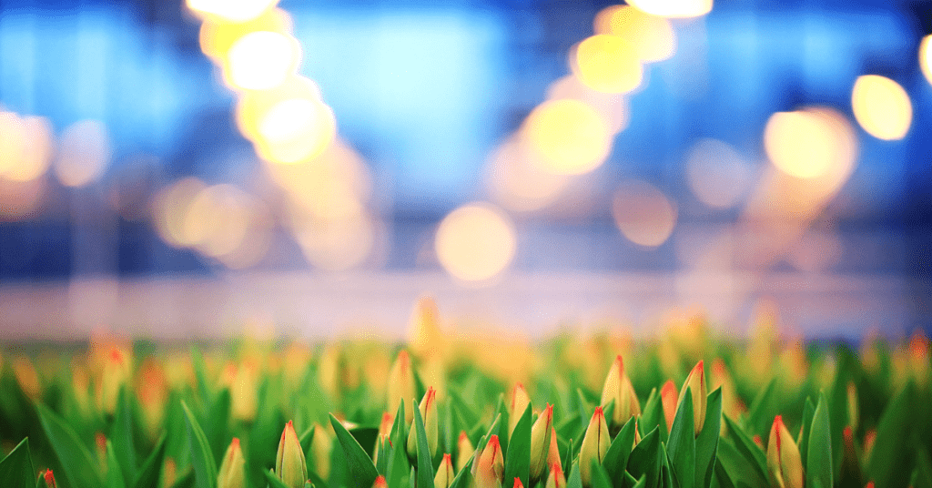 Senior Sistemas cresce 13% no agronegócio